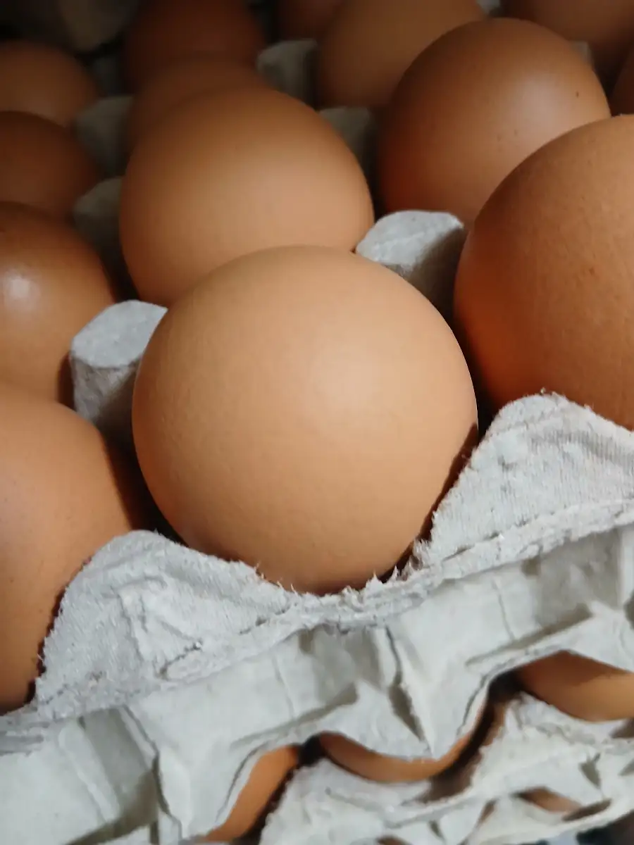 Oeufs de ferme de la Croix l'Abbé, vendu par 6