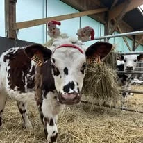 La Tomme à Papa à la coupe, prix au kg